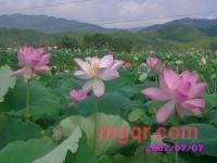 linjie839的第8张照片