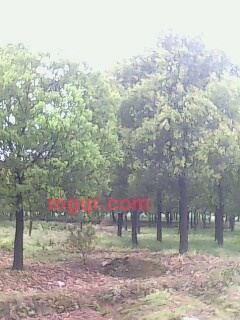 程云鹤的第4张照片