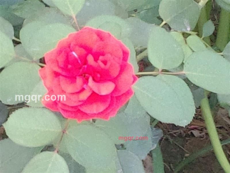 月飞的第7张照片