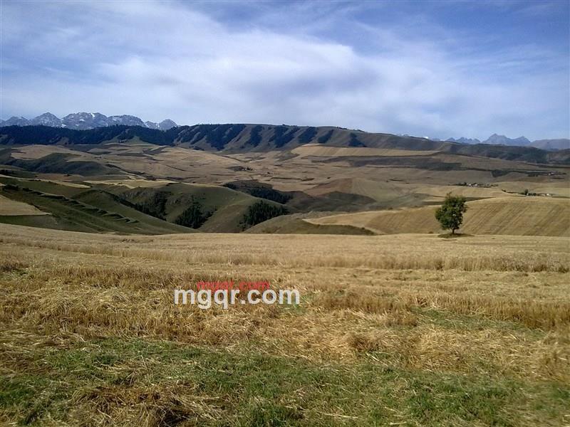 西域独郎的第4张照片