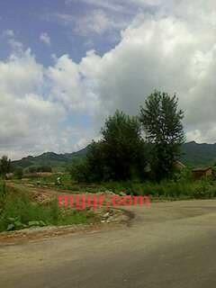 人需情悦的第1张照片