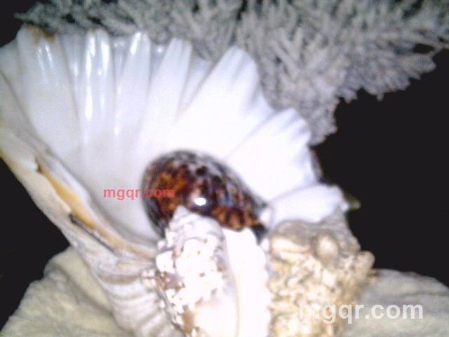 123山猫的第1张照片