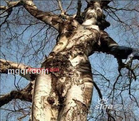 愤怒的‘小鸟’的第2张照片