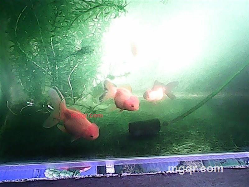 喀秋莎攻暗堡的第1张照片