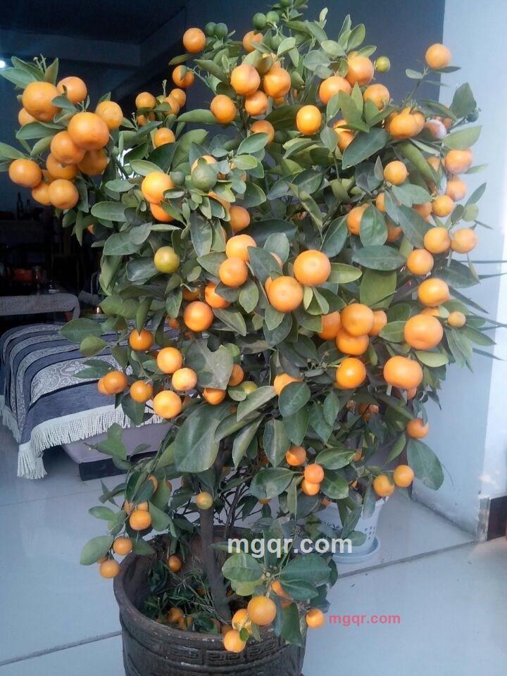 健壮激情的生活的第5张照片