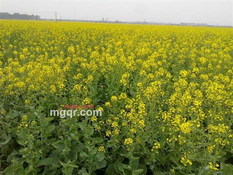 风轻扬的第1张照片