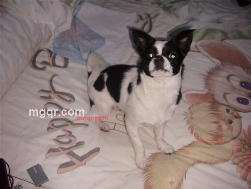 chzi2的第3张照片