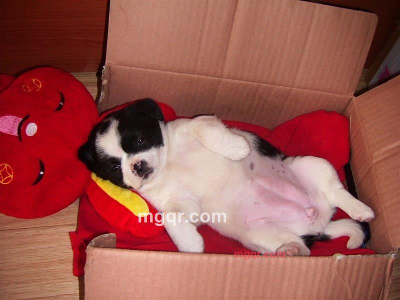 chzi2的第2张照片