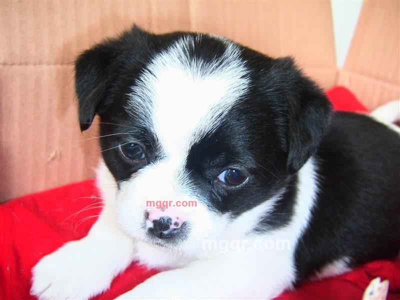 chzi2的第1张照片