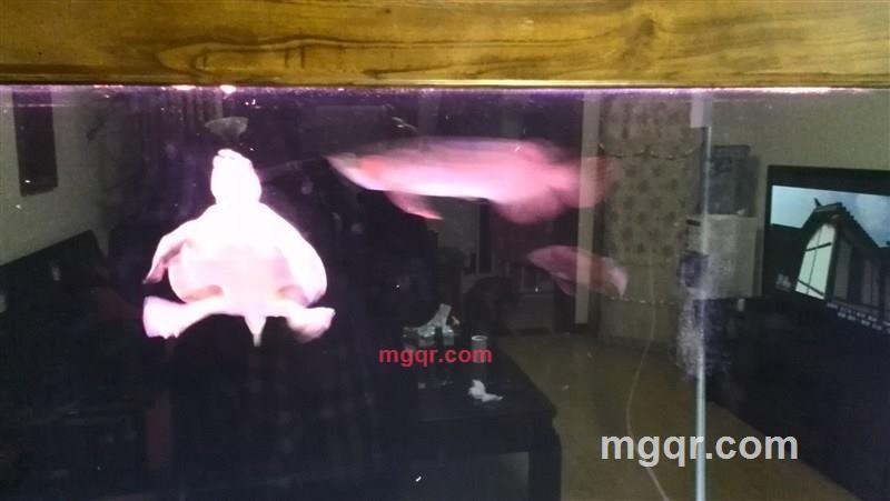 半信半疑半痴情的第2张照片