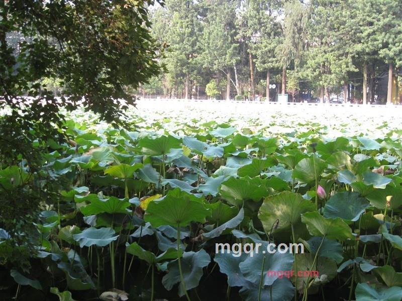 电影leo的第2张照片