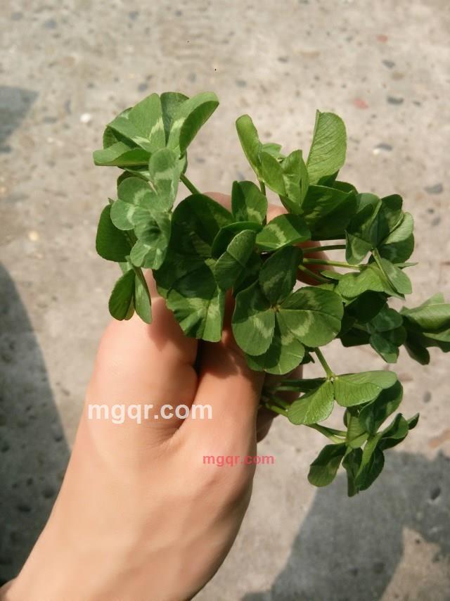 重庆丶压路机的第1张照片