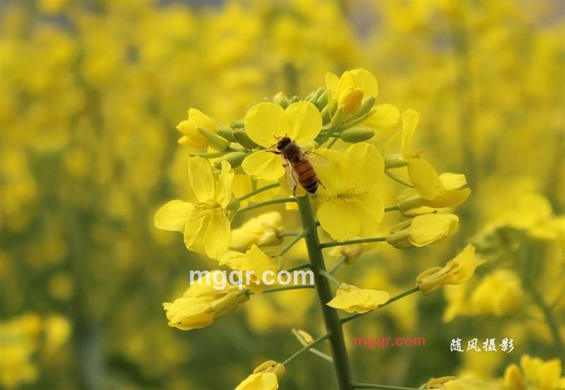 *随风飘逸*的第4张照片