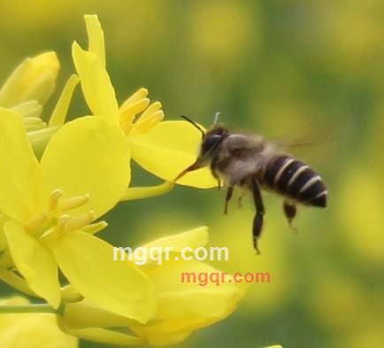 *随风飘逸*的第5张照片