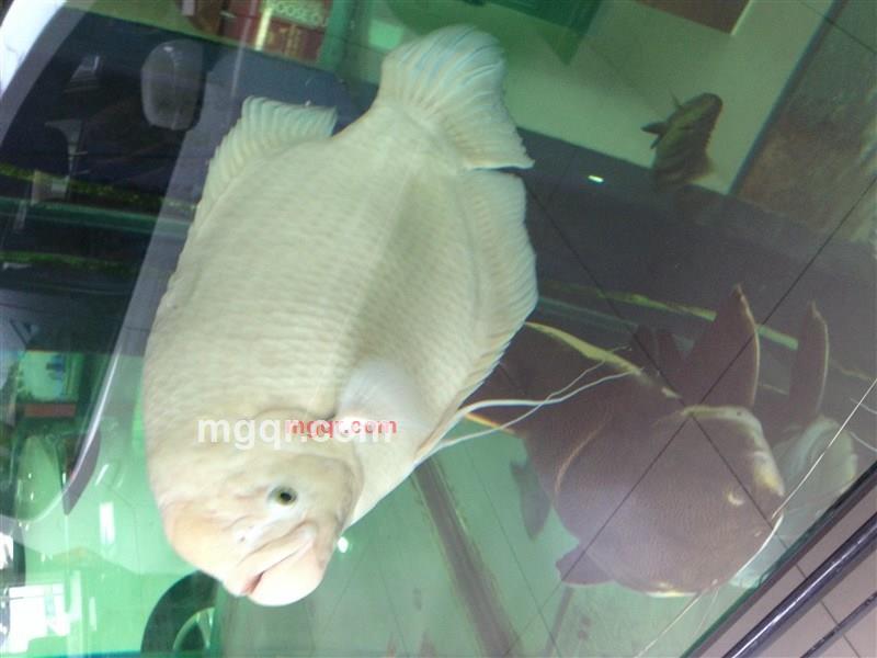 Michael sof的第1张照片