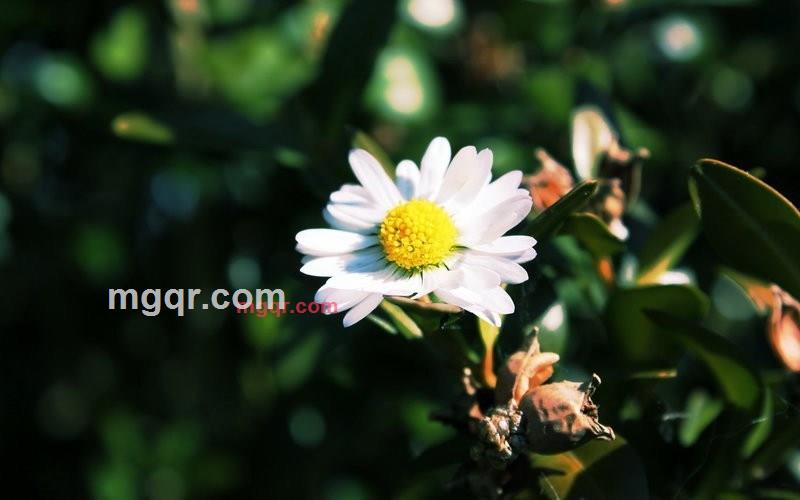 114112的第1张照片