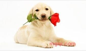 二蛋2014的第2张照片