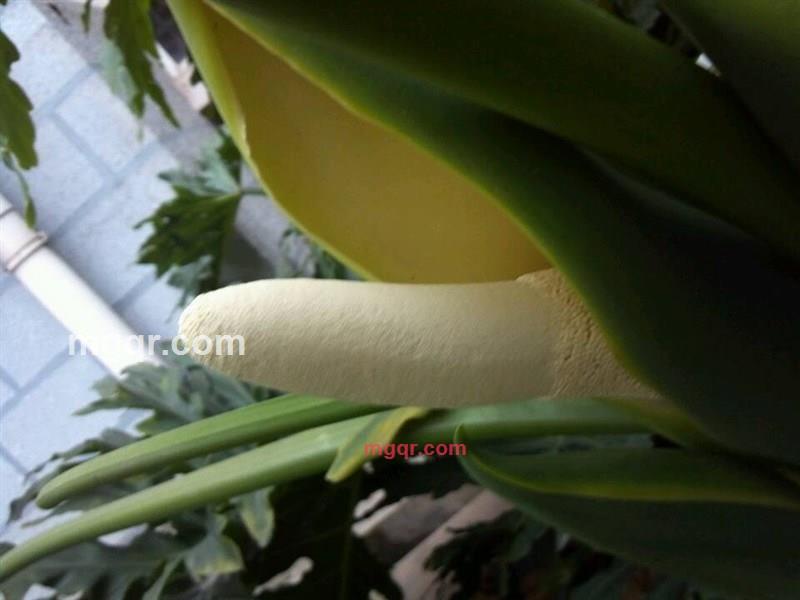 幸福快乐520的第1张照片