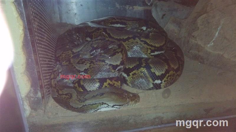 黑夜的激情520的第2张照片