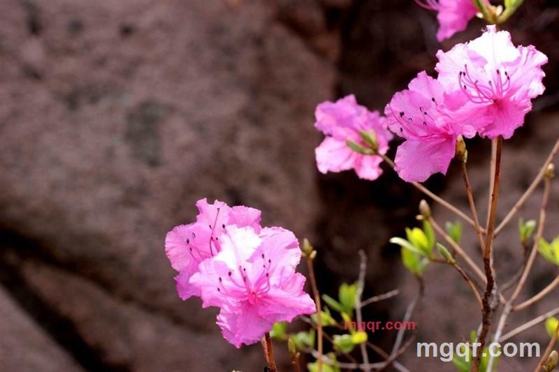 **小便的鱼的第2张照片