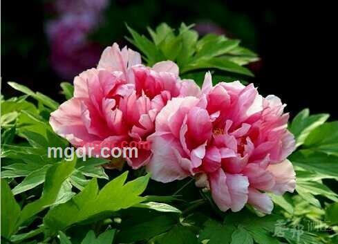 人类型男的第1张照片