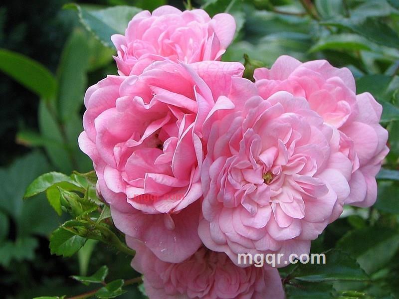 星光灿烂-A的第1张照片