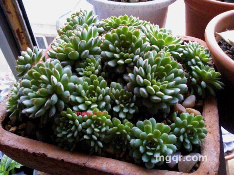 格格巫2008的第1张照片