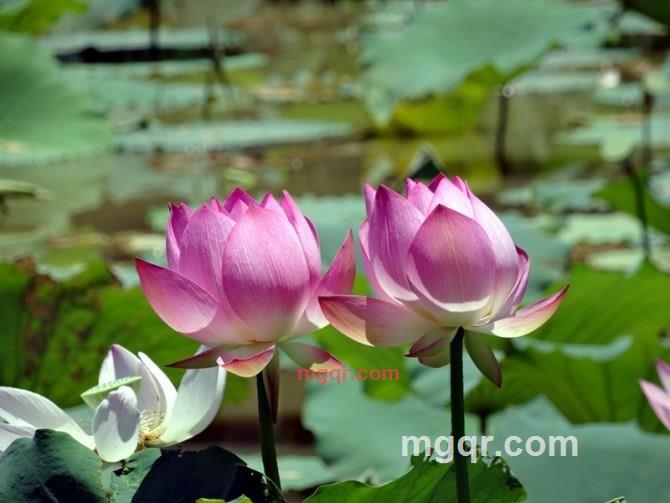 巫山云雨的狼的第1张照片