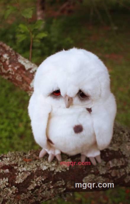 一样花年的第1张照片