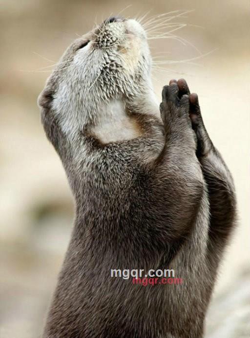 害虫99的第1张照片