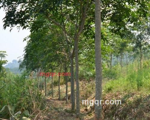 西边之云的第5张照片