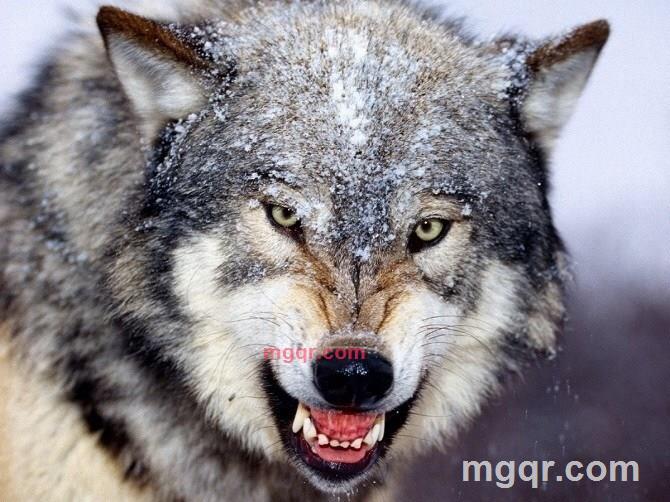 狼啃的呵的第4张照片