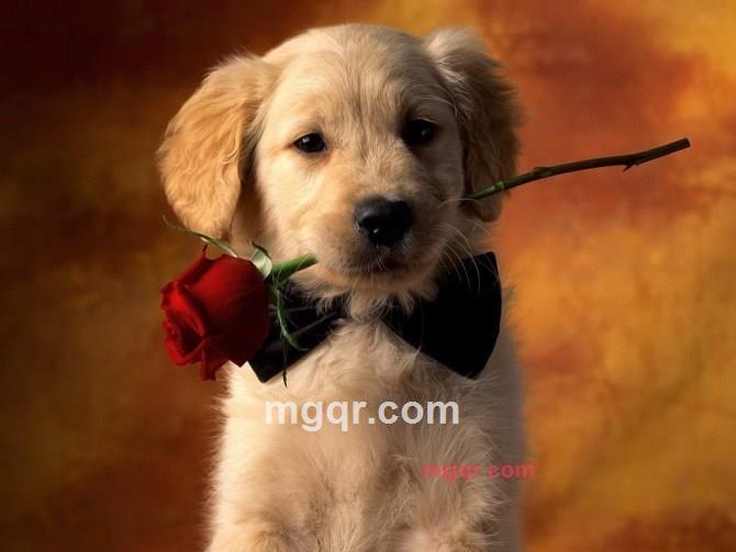 六安乔木的第1张照片