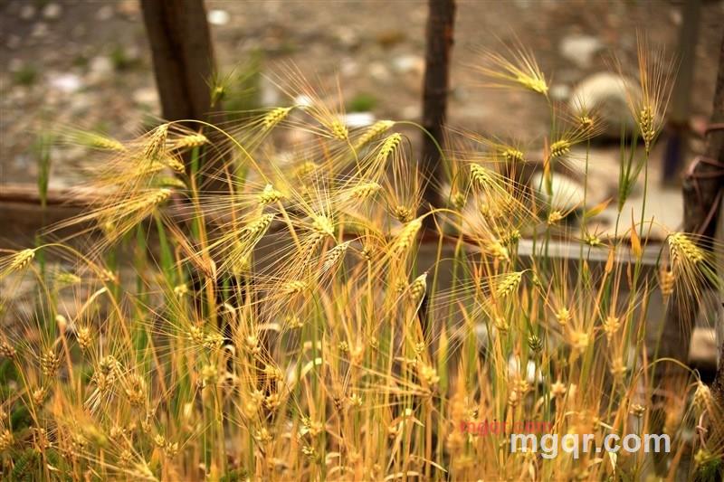 筒子骨的第4张照片