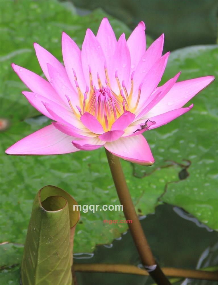 筒子骨的第2张照片