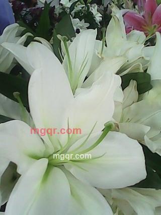 撕心的痛的第3张照片