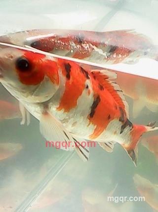 撕心的痛的第2张照片