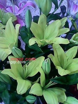 撕心的痛的第1张照片