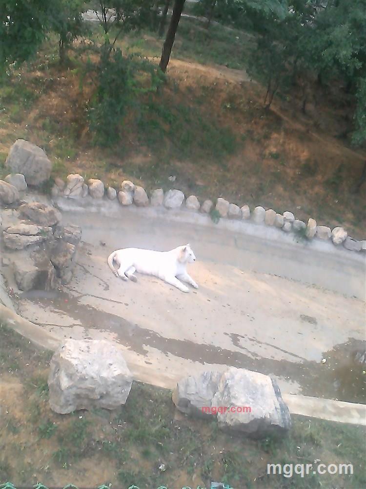 侧根的第3张照片