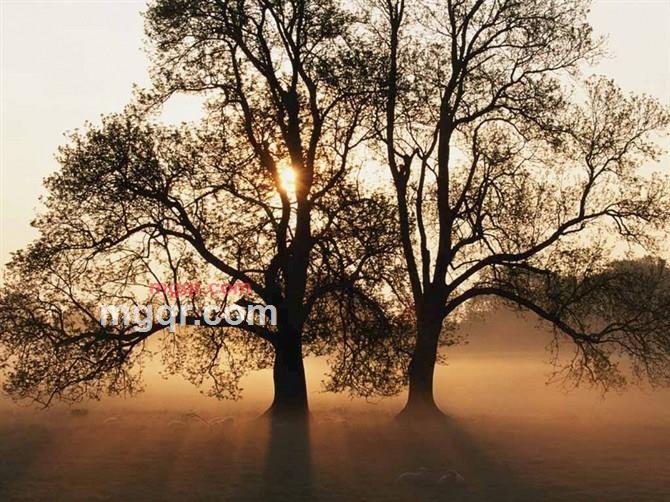 一壶醉古筝的第3张照片