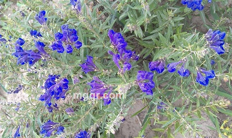 沧浪之水2009的第12张照片