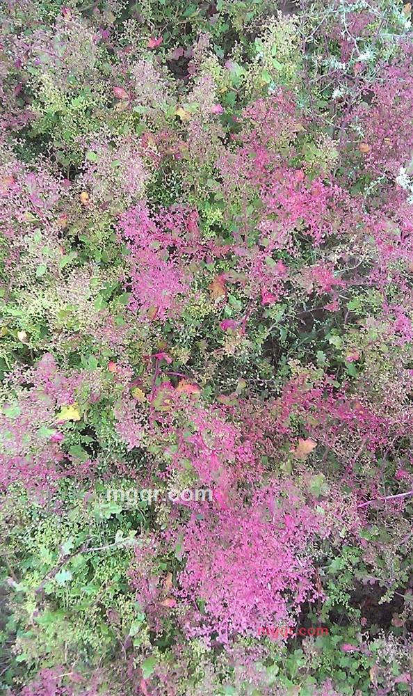 沧浪之水2009的第11张照片