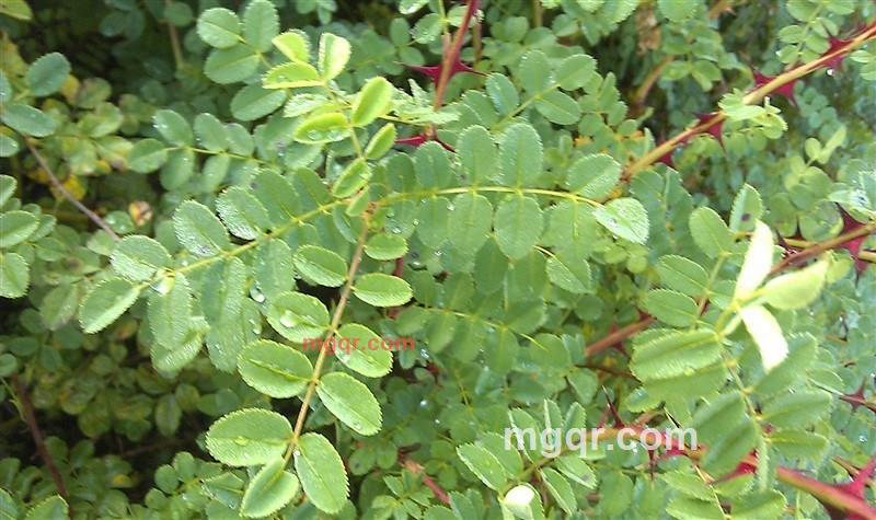 沧浪之水2009的第9张照片