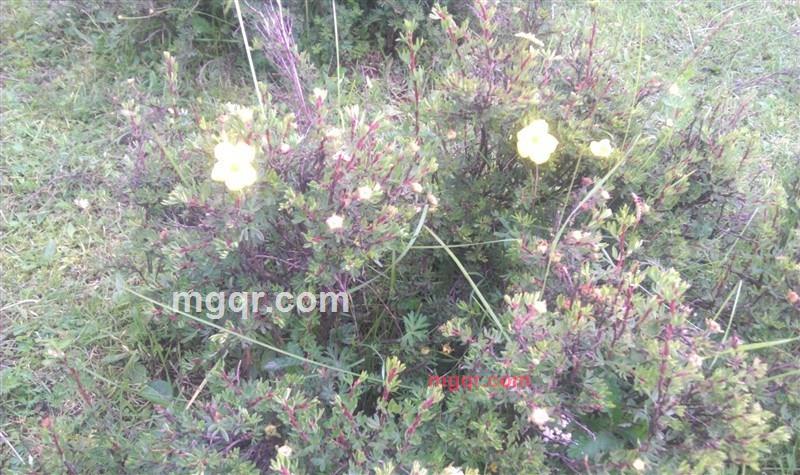 沧浪之水2009的第7张照片