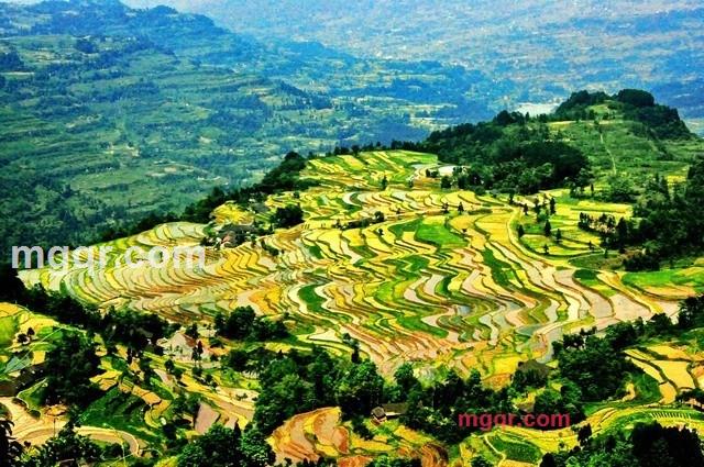 黄万金油的第1张照片