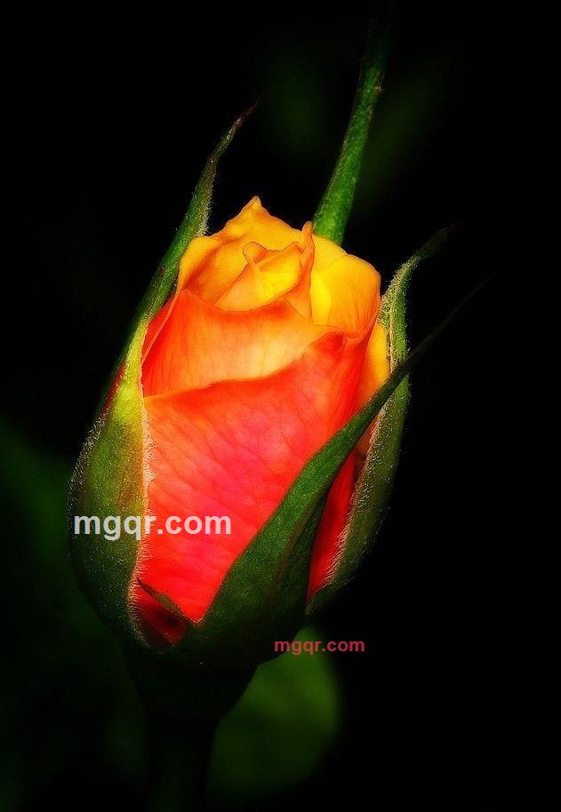 没有幸福的婚约的第2张照片