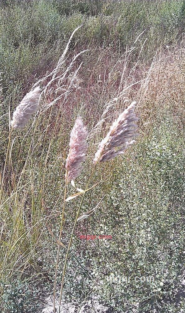 沧浪之水2009的第2张照片