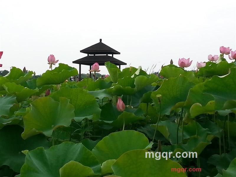 老男人的第1张照片