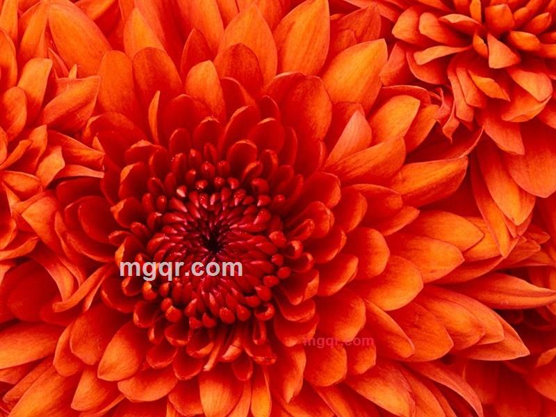 玫瑰的孤单的第1张照片