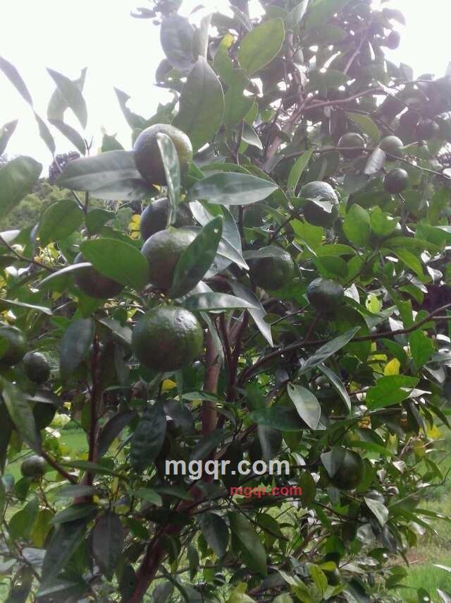 thahaan的第2张照片